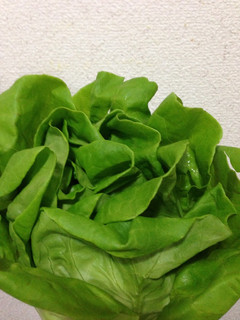 葉物野菜の簡単長持ち保存方法-レシピのメイン写真