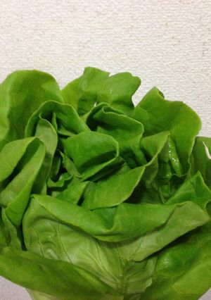 葉物野菜の簡単長持ち保存方法-レシピのメイン写真