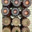 米粉と豆乳のカヌレ☆抹茶、ほうじ茶