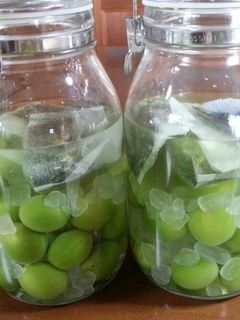 緑茶梅酒-レシピのメイン写真