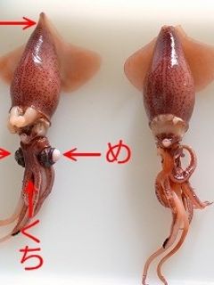 全工程写真付簡単!ホタルイカの下ごしらえ-レシピのメイン写真