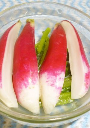 パパの西洋ハツカ大根漬け-レシピのメイン写真