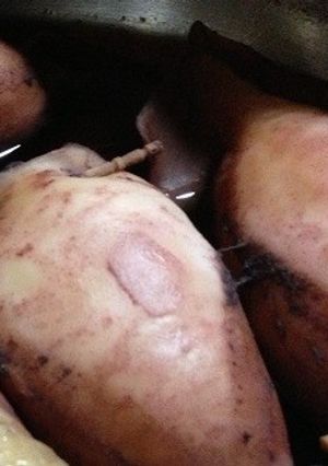 【簡単】いかめし【手抜き☆】-レシピのメイン写真