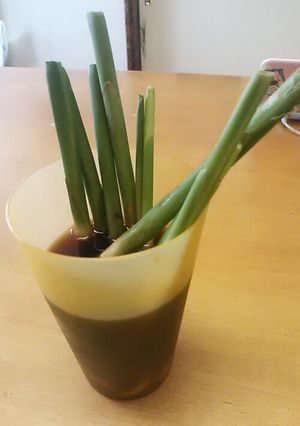 葉しょうがの三杯酢漬け-レシピのメイン写真
