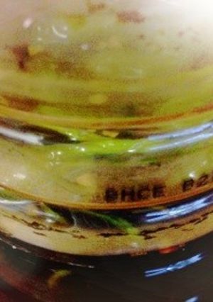 青唐辛子の醤油漬-レシピのメイン写真