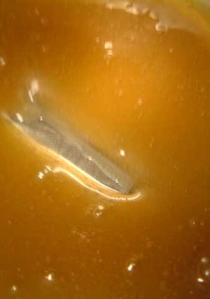 ＊サトワカレシピの基本＊-レシピのメイン写真