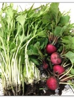 野菜の保存(≧∇≦)-レシピのメイン写真