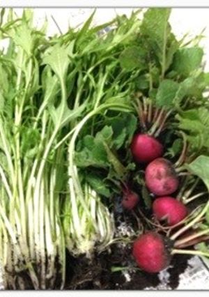 野菜の保存（≧∇≦）-レシピのメイン写真