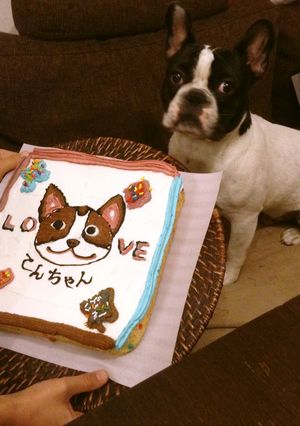愛犬ケーキ(×犬用○人間用)-レシピのメイン写真
