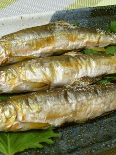 初物☆鮎の塩焼き-レシピのメイン写真