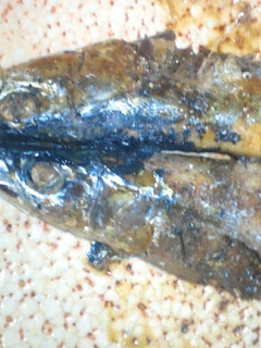 秋刀魚の蒲焼-レシピのメイン写真