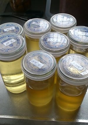 梅シロップの作り方と保存だワン-レシピのメイン写真