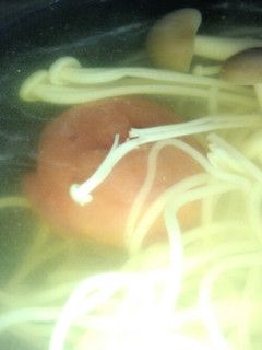 さっぱり梅そうめん-レシピのメイン写真