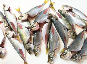 私流・小あじ(豆あじ)の下処理・さばき方-レシピのメイン写真
