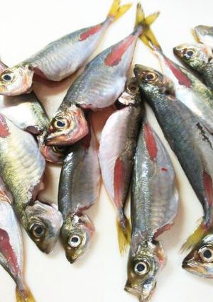私流・小あじ(豆あじ)の下処理・さばき方-レシピのメイン写真