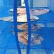 魚(イサキ)の干物