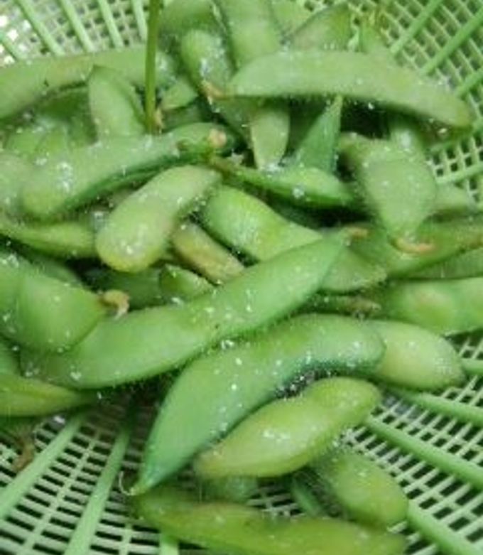 枝豆の塩煮 枝豆の茹で方 - 伯方塩業株式会社