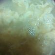 簡単玉ねぎスープ