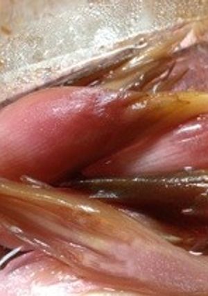 茗荷 みょうがの甘酢漬け-レシピのメイン写真