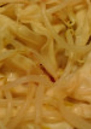 レンジで3分！簡単蒸し餃子-レシピのメイン写真