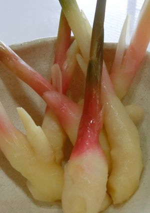 葉つき生姜の酢漬け 保存 -レシピのメイン写真