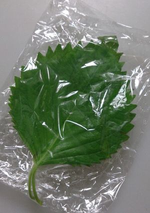 大葉の簡単保存-レシピのメイン写真