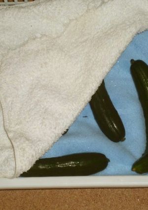野菜の冷蔵庫保存イロイロ！-レシピのメイン写真