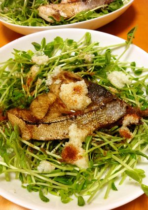 ブリと豆苗のサラダ-レシピのメイン写真