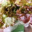 【一週間もたせる】サニーレタスの保存方法