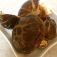 椎茸農家の椎茸の戻し方