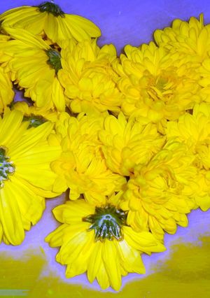 菊の花の茹で方♡-レシピのメイン写真