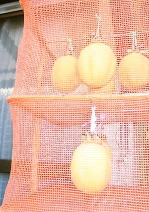 西条の渋柿で作る干し柿-レシピのメイン写真