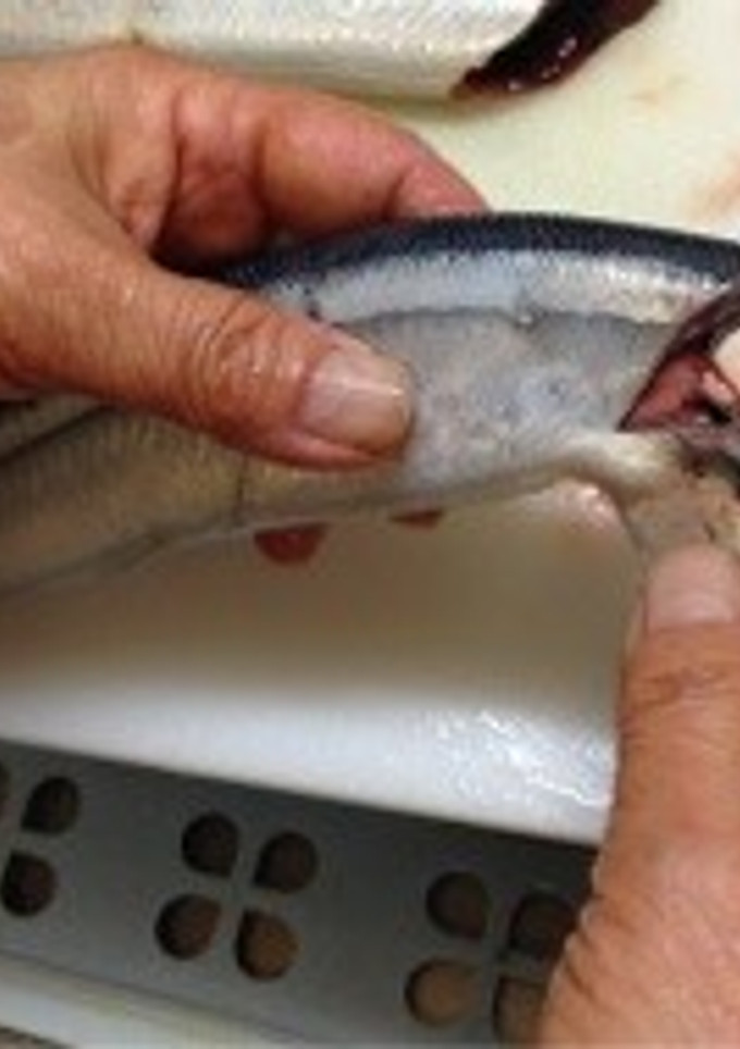 さんまの捌き方〜簡単ハラワタ取り〜-レシピのメイン写真
