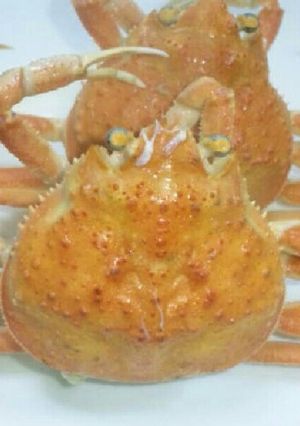 蟹の茹でかた-レシピのメイン写真