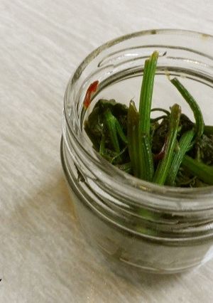 佃煮風♪かぼちゃのつるの甘辛煮-レシピのメイン写真