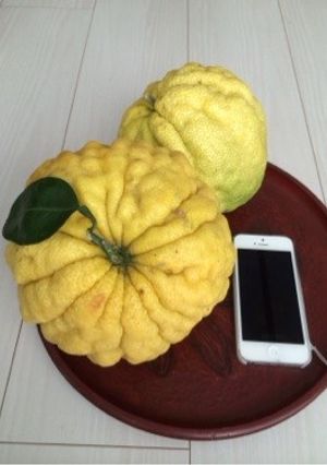 鬼柚子(おにゆず)のグラニュー糖煮-レシピのメイン写真