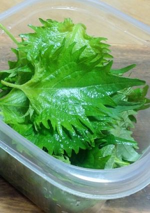 大葉の保存-レシピのメイン写真
