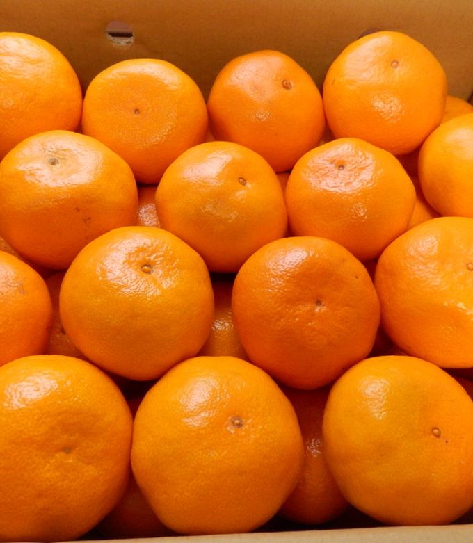 松 みかん箱3箱ダンボールぱんぱん詰めます 30cm前後目安 発送用