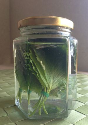 青シソの保存法-レシピのメイン写真