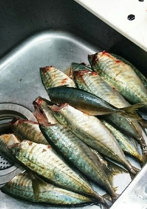 マグロ漁師さんの本格簡単アジさばき方-レシピのメイン写真
