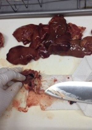 簡単！肉屋さんの鶏レバーさばき方-レシピのメイン写真