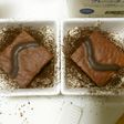 チョコケーキ1袋 で お洒落ティラミス♪