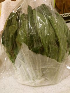 葉物野菜のおすすめ冷蔵保存方法-レシピのメイン写真
