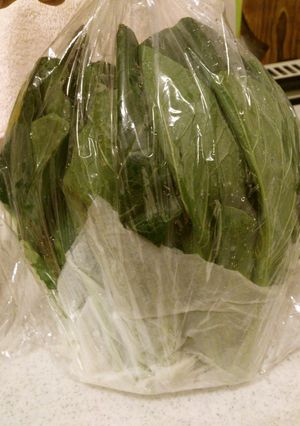 葉物野菜のおすすめ冷蔵保存方法-レシピのメイン写真