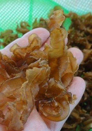 ホタテのヒモの干物-レシピのメイン写真