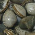 すぐできる!あさりの砂抜き