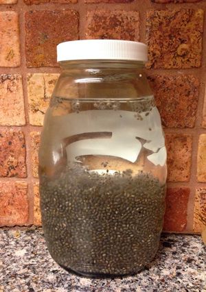 チアシードChia Seed の 使い方-レシピのメイン写真