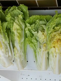 手作り♡白菜の漬物♡-レシピのメイン写真