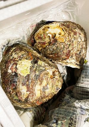 殻付き牡蠣のオーブン焼き-レシピのメイン写真