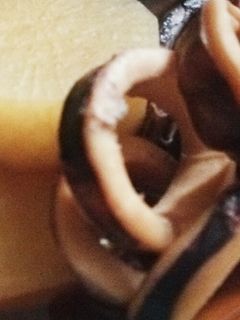 イカ大根-レシピのメイン写真
